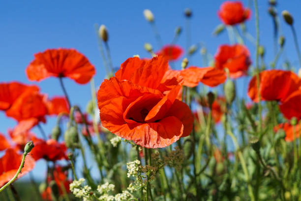 istock Common poppy flower on a field 1242013534