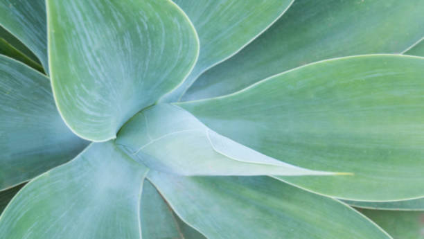 선인장 식물의 추상적 인 보기 - agave cactus natural pattern pattern 뉴스 사진 이미지