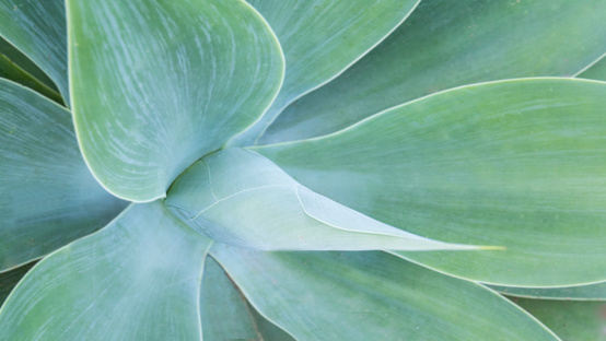 Abstract view of of a beautiful succulent cactus plant in shades of blue and green