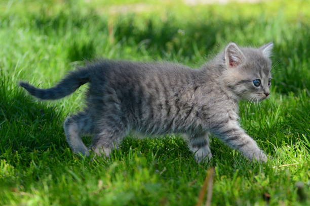istock Gray kitten sits on a green lawn 1242014816