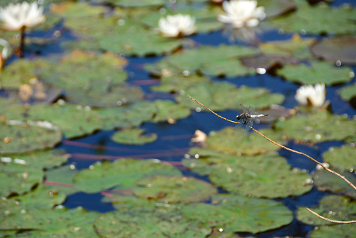 Single broad-bodied darter( Libellula depressa ) resting on a twig above a pond with blooming water lily.