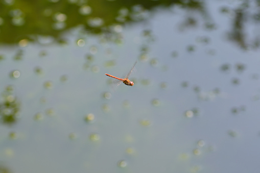 Vagrant darter flying above the water surface of a pond.