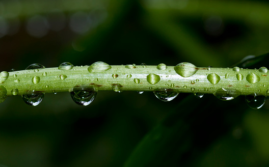 Macrophotography of rain drops on a plant stem