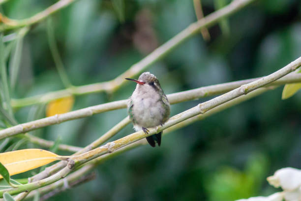 istock hummingbird baby 1242029634