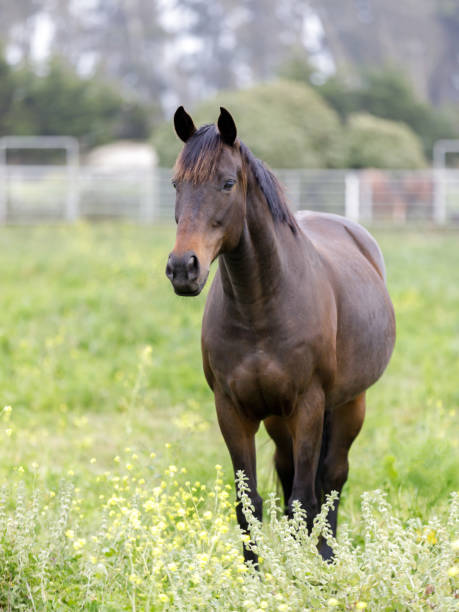 istock Horse in a ranch at springtime 1242038476