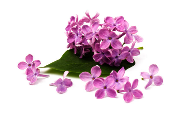 istock Beautiful blossoming lilac on white background. Copy space 1242051102