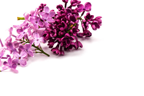 istock Beautiful blossoming lilac on white background. Copy space 1242051111