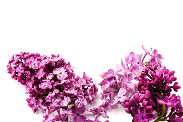 istock Beautiful blossoming lilac on white background. Copy space 1242051113