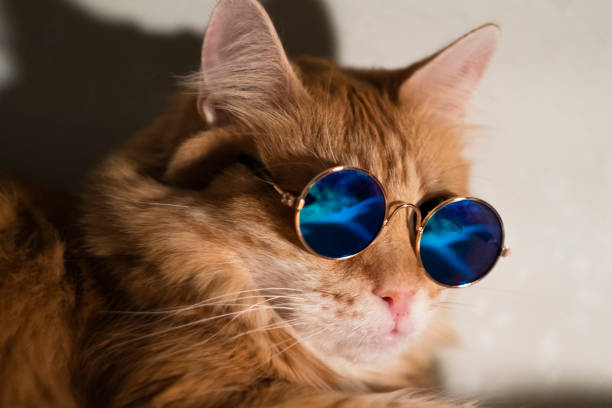 istock Ginger the cat in blue sunglasses looks at the camera 1242055426