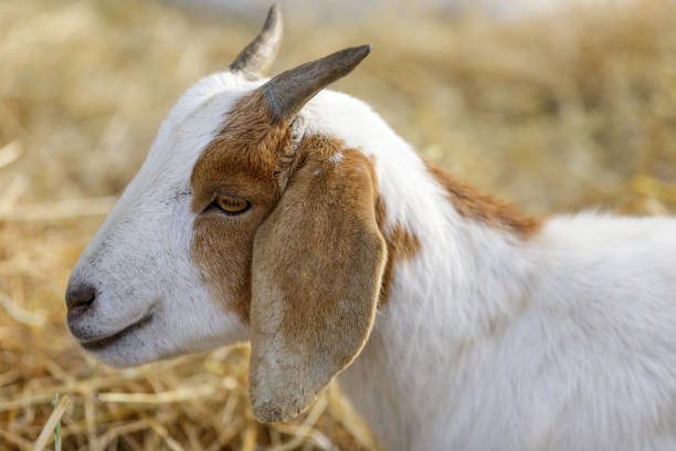 istock Goat grazing to help remove perennial grasses and weeds 1242059701