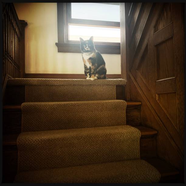 istock Calico Cat at Top of Steps 1242059702
