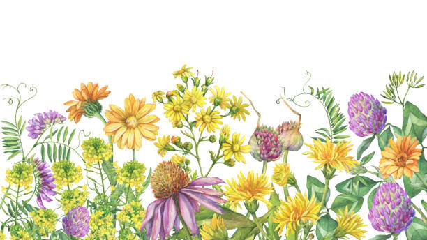 kwiatowa granica z kwiatami, ziołami leczniczymi. akwarela ręcznie rysowane ilustracja malarstwa izolowane na białym tle. - vetch stock illustrations