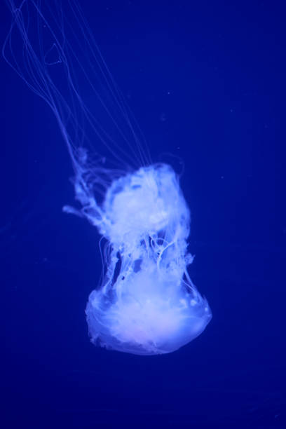 istock Fluorescent jellyfish on blue background, the ocean 1242071517