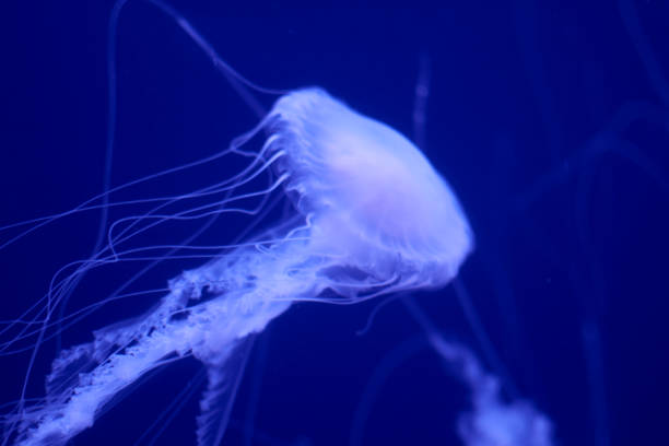istock Fluorescent jellyfish on blue background, the ocean 1242071524