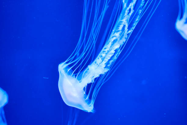 istock Fluorescent jellyfish on blue background, the ocean 1242071536