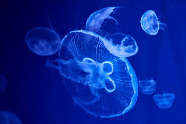 istock Fluorescent jellyfish on blue background, the ocean 1242071542