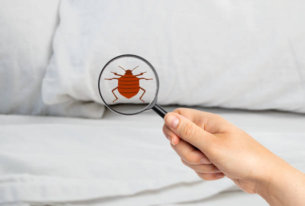 searching bed bugs Close-up of a woman with magnifying glass detecting bed bug in bedroom parasite infestation stock pictures, royalty-free photos & images