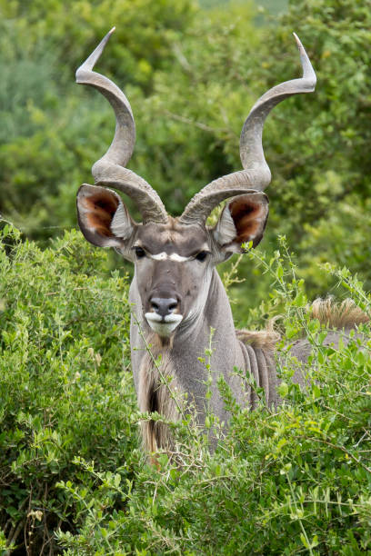 istock Kudu male portrait 1242083946