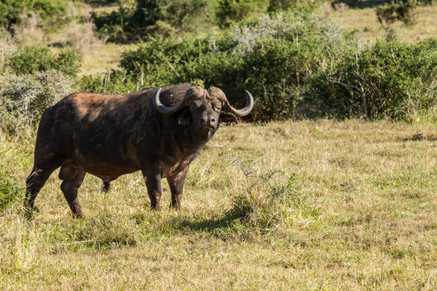 istock Large male buffalo standing at the edge of a thicket 1242086643