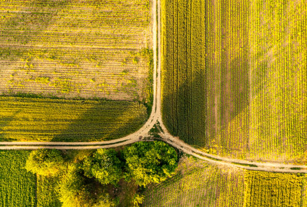 istock Aerial view over  agricultural fields and dirt road 1242088253