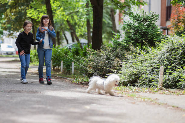 istock Children taking Bichon puppy for a walk 1242088781