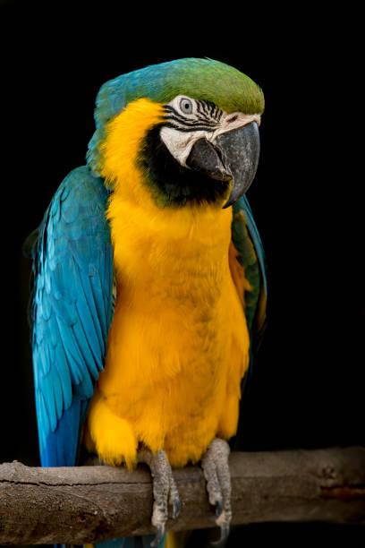 istock Blue throated macaw parrot on a branch 1242098372