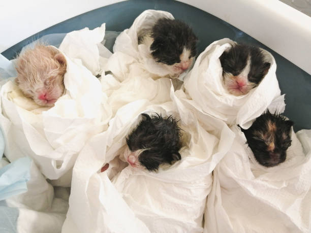Litter of five orphaned newborn kittens (one day old) after bath, wrapped in white tissue.