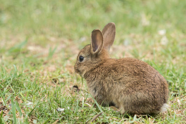 istock fluffy young brown rabbit sitting eating grass 1242104275