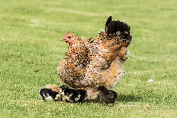 Hen walking with its young chicks stock photo