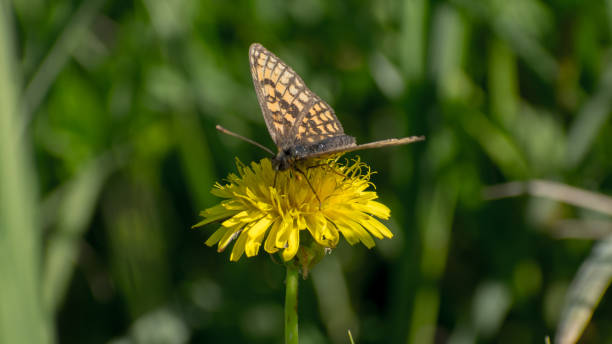 istock The colorful butterfly 1242109669