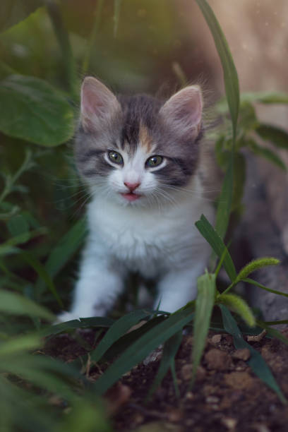 istock A curious beautiful multi-colored kitten is looking at the camera while sitting in the bushes. 1242110202