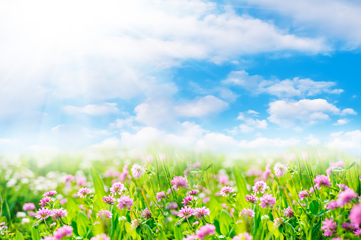 Clover flowers in green field with sunshine. Spring or summer natural landscape with blue sky and white clouds