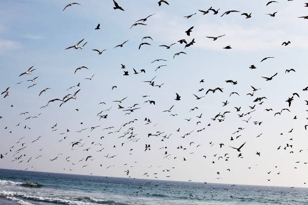 マリブカリフォルニアのズマビーチの上を飛ぶ鳥 - lifeguard orange nature beach ストックフォトと画像