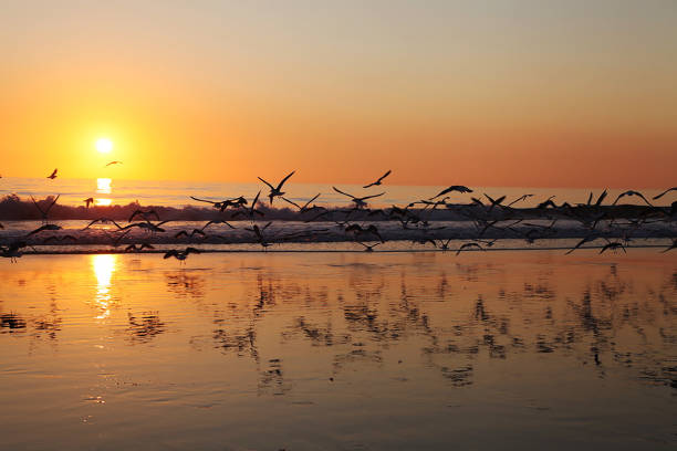 マリブカリフォルニアのズマビーチの上を飛ぶ鳥 - lifeguard orange nature beach ストックフォトと画像