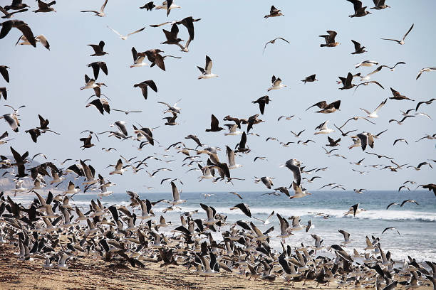 マリブカリフォルニアのズマビーチの上を飛ぶ鳥 - lifeguard orange nature beach ストックフォトと画像