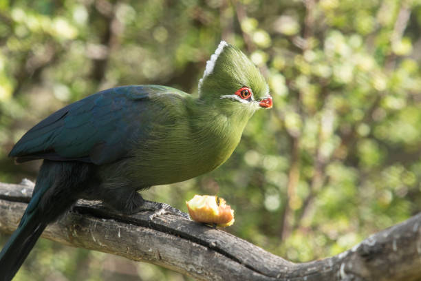 istock Knysna loerie eating fruit on a tree branch 1242124386