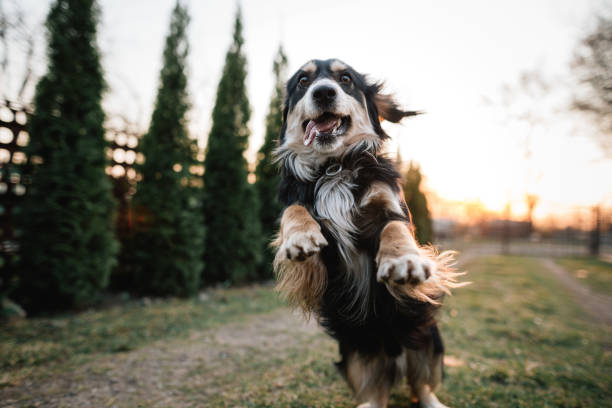 istock Happy spaniel dog is running to the camera 1242124397
