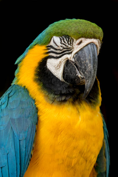 istock Portrait of a macaw parrot 1242126949