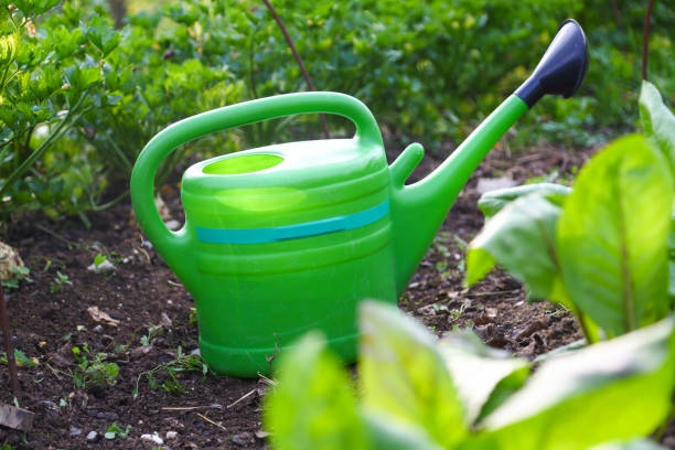 istock Watering permaculture sustainable garden 1242127042