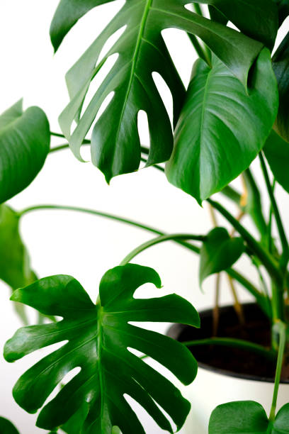 istock Monstera leaves decorating for composition design.Monstera deliciosa leaf or Swiss cheese plant in pot tropical leaves background. Stylish and minimalistic urban jungle interior. 1242128704