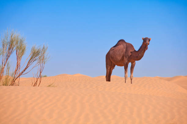 istock lonely camel in the dunes of sahara 1242129229