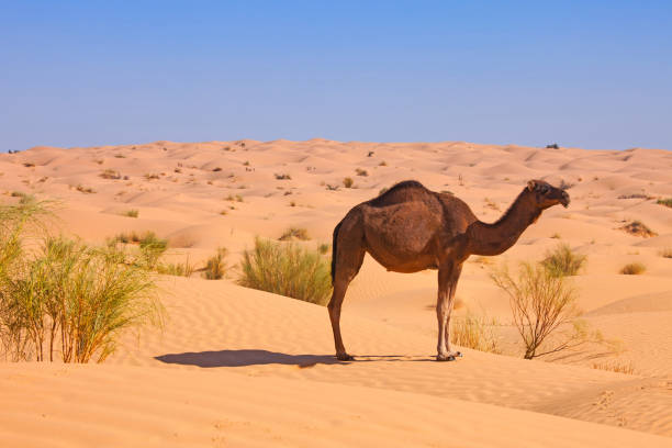 istock lonely camel in the dunes of sahara 1242129763
