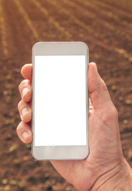 istock Agronomist with smartphone mock up screen in corn field 1242135090