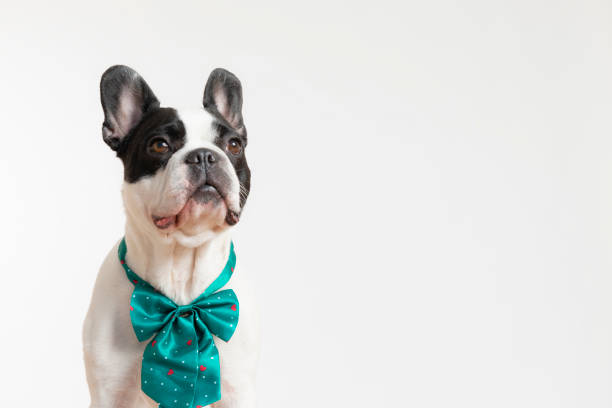 istock French Bulldog with Tied Bow 1242135731