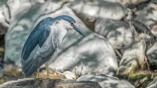 The Bramiana lake is ideal for bird observation all year round with the top season in the spring and fall. Crete - Ierapetra - Lasithi