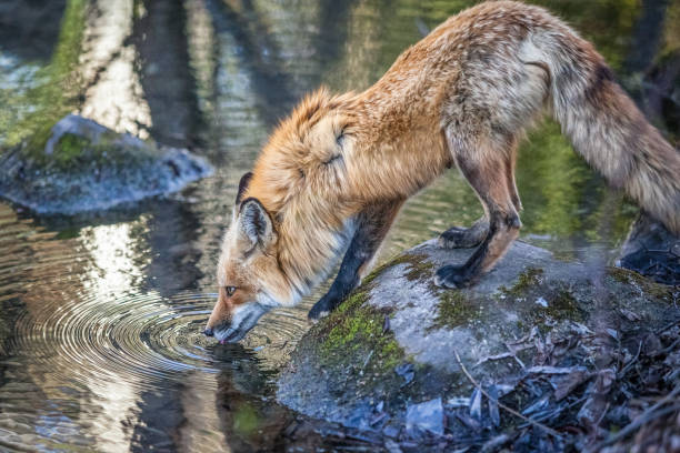 Renard roux (Vulpes vulpes). Red fox. A Red Fox drinks from a river in Quebec's boreal forest. fox and pond stock pictures, royalty-free photos & images