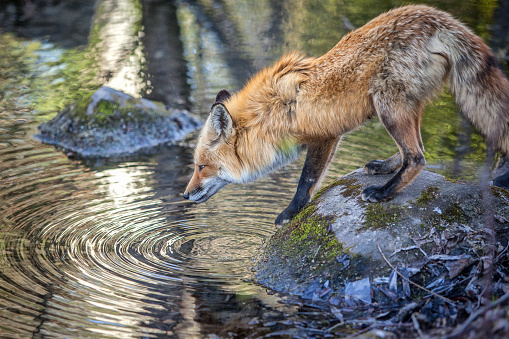 A Red Fox drinks from a river in Quebec's boreal forest.