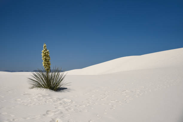 istock Flower in the sand 1242141945