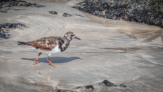 A collared turnstone on a beach in the Galapagos Islands.