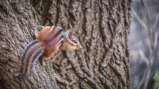 Squirrel sitting on a branch looking down towards the viewer.